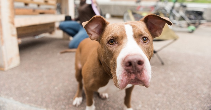 CockrellSchool's tweet photo. Sustainable Dog House Challenge 🐾 
Friday, March 31
Noon — 4 p.m.
ECJ Plaza
———
Happy #NationalPuppyDay, engineers! Join us and @ut_caee next week as students build their very own dog houses out of reused materials to make a home for our cute furry friends. Details below: