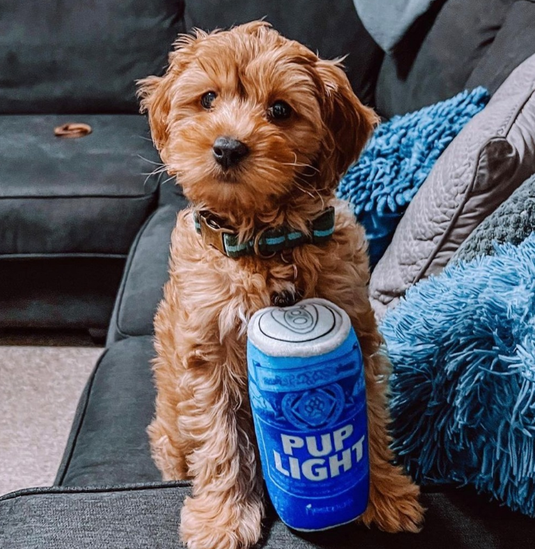 HeidelbergBuds's tweet photo. THIS pup knows what's up! 🐶🐾 @budlight 

#nationalpuppyday #puplight #budlight #besties https://t.co/7GVM0YElxN