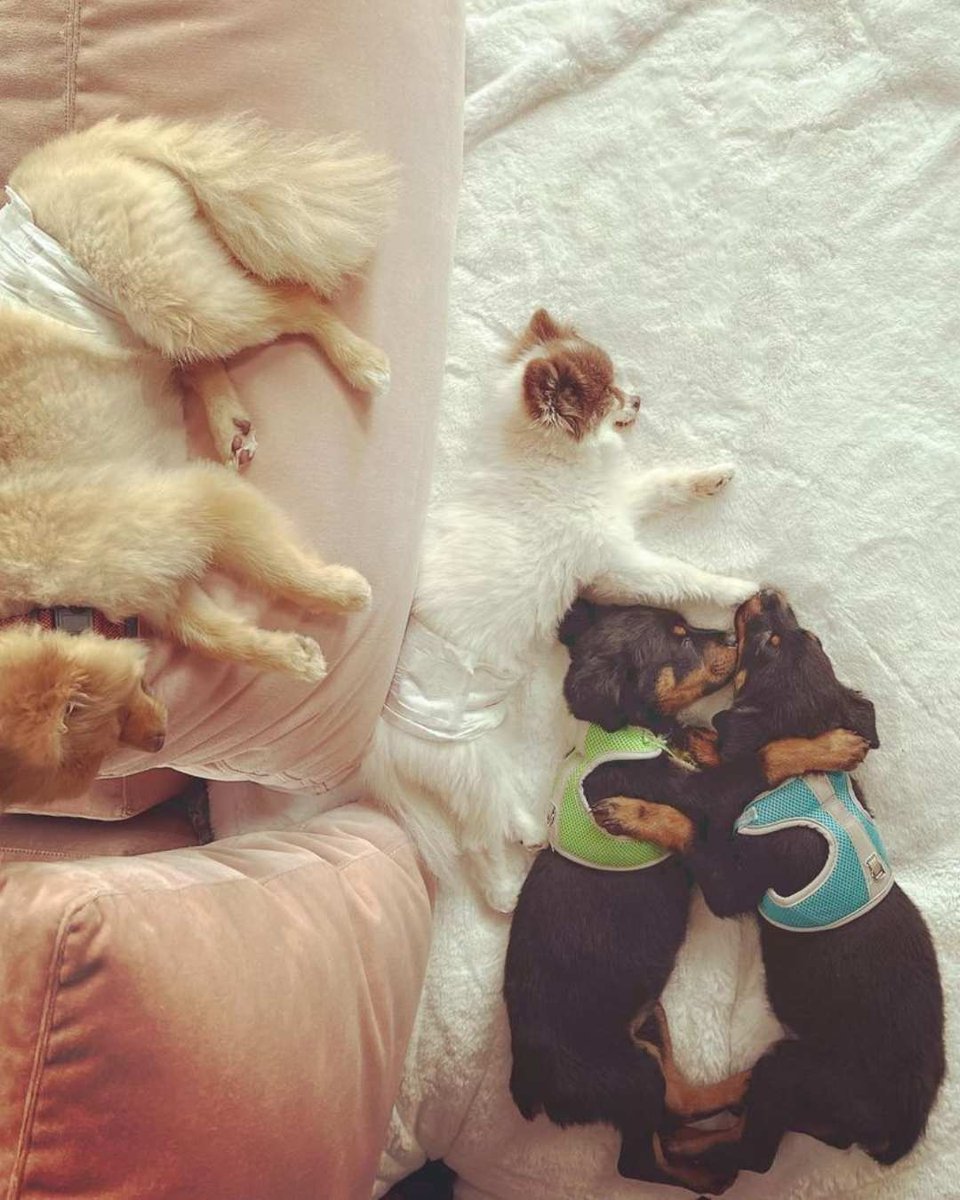 🐶 Happy #NationalPuppyDay ! Today we celebrate the unconditional love, joy, and endless cuteness that our furry friends bring into our lives. Give your pup an extra treat and belly rub today! 🐾❤️📷: @katherineheigl