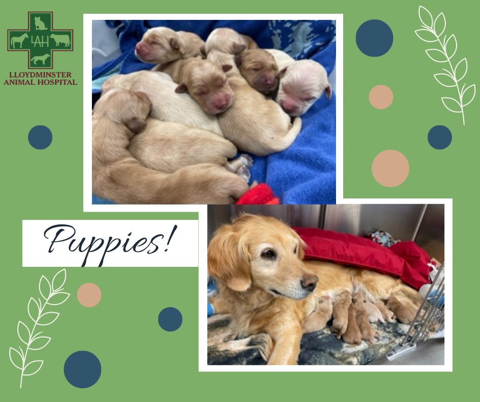 It was puppy day yesterday at the clinic!  8 healthy pups and 1 proud momma =  a very happy clinic!
