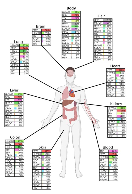 DgPratas's tweet photo. Please, check our latest article at @NAR_Open

Unmasking the tissue-resident eukaryotic DNA virome in humans

https://t.co/TMFv1yKvCz

#Bioinformatics 
#Human
#Virome
#DNA https://t.co/1s1l9hm4TO