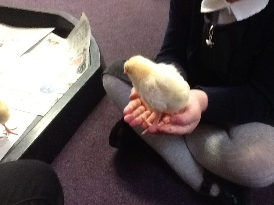 The chicks have been very popular with Reception this week.  The children listened and took great care when holding them.  <a href="/summerswoodps/">Summerswood School</a>