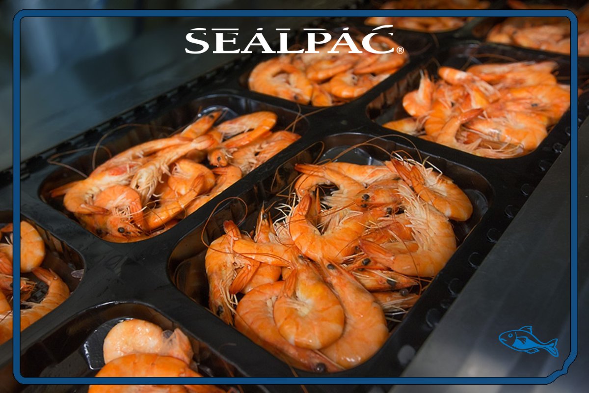 SEALPAC's tweet image. Packaging shrimp is not an easy task due to the variable shape of the product. Gamba Packaging ensures that antennas and other body parts, which lie over the sealing edge, are cut off during the sealing process.

#Traysealer #GambaPackaging #PackagingSolution