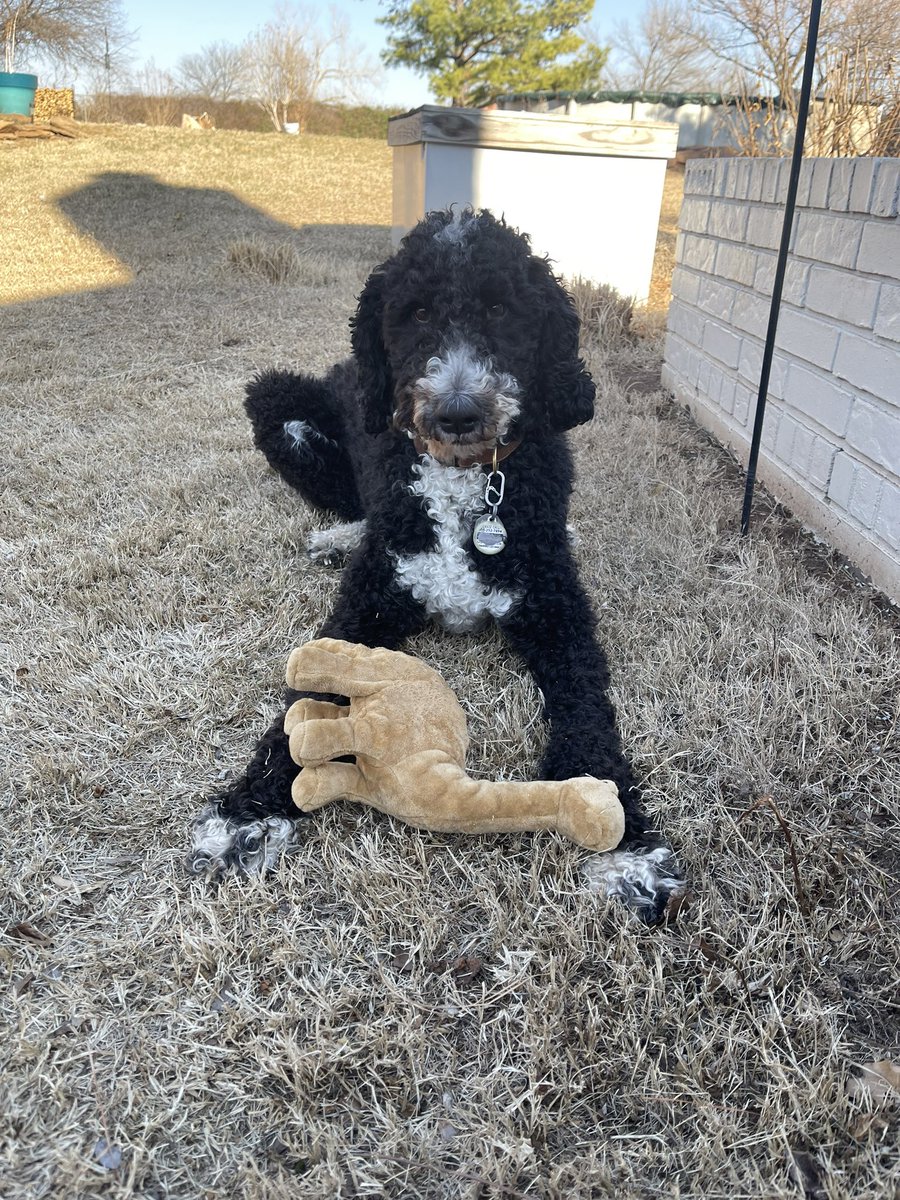 erinn_chase's tweet photo. @OSUAthletics This is Mia, and she loves dinosaurs🦕 https://t.co/RlqeGDHmYO