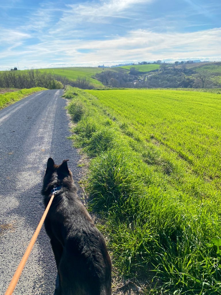 Franc1Medina's tweet photo. Toy haciendo un voluntariado de pasear perritos y las vistas que vemos con el negro son un abuso https://t.co/uooMreAbE8