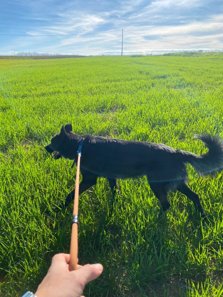 Franc1Medina's tweet photo. Toy haciendo un voluntariado de pasear perritos y las vistas que vemos con el negro son un abuso https://t.co/uooMreAbE8