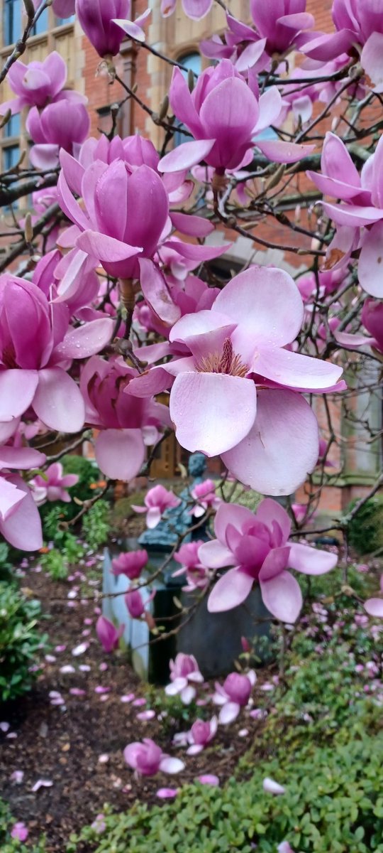 PatrickJMB's tweet photo. Magnificent Magnolia 
@QUBelfast Quadrangle https://t.co/u7C3wrtjt3