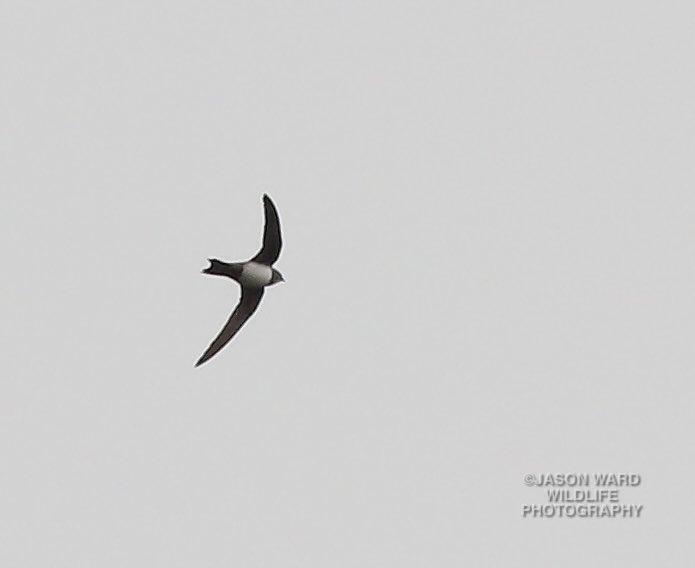 Jay Ward Wildlife Photography tweet media