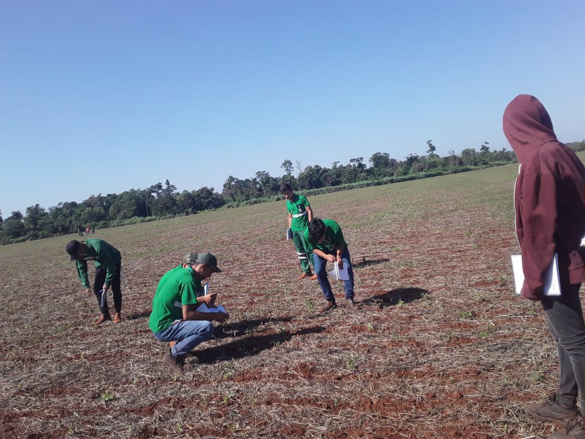 MgEscuela's tweet photo. De lo teórico a la práctica ! 
Los alumnos del segundo curso BTA en la cátedra de agricultura hicieron el monitoreo de la parcela de maíz zafriña.. con el Lic. Hugo Medina !
#seguimos #firmando #jovenestodoterreno 
@magparaguay https://t.co/uZ9HbybYha