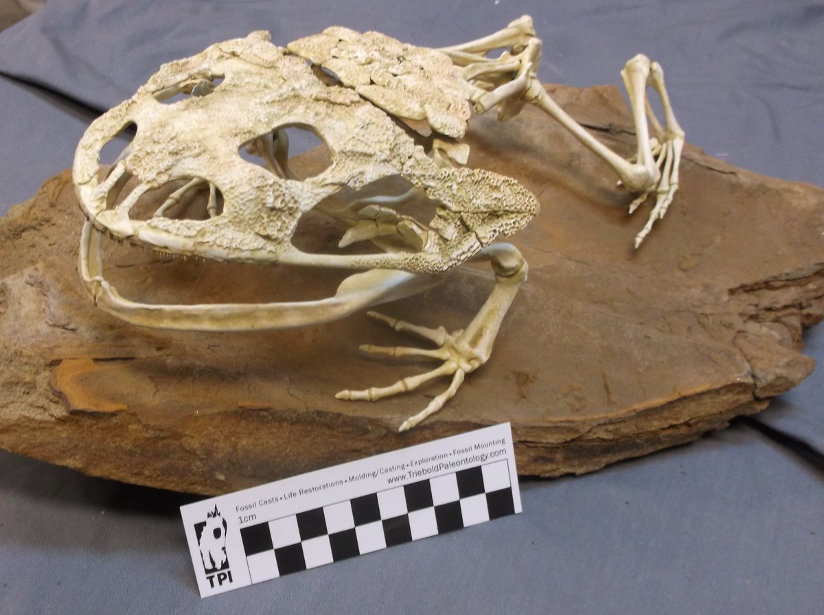 Triebold Paleontology Inc tweet media