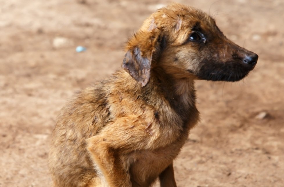 SparklePaws2's tweet photo. Citzen across india want stricter animal cruelty laws. The animals need not aur compassion but also aur action and protection @narendramodi ji pass the #PCA amendment bill
#nomore50 #AmendPCA #PMOIndia #Dept_of_AHD #stopanimalcruelty #rightsforanimals @Daljeet_Sahi_1 https://t.co/JJ4AMMdBAv