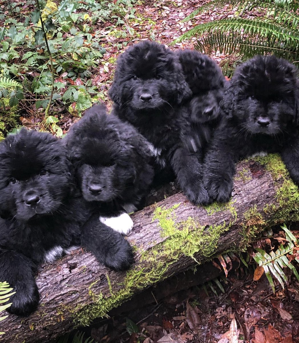 mlzimm's tweet photo. Happy National Puppy Day

#puppy #puppylove #newfoundlanddog https://t.co/UGuYMO6yPh