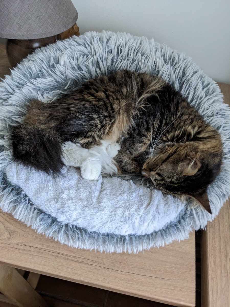 Bon, je n'ai jamais fais ça et je ne pensais jamais faire ça un jour... Aujourd'hui nous avons appris que notre chat est atteint de la PIF sèche avec des complications neurologiques à seulement 2 ans...

leetchi.com/c/sauvons-eiko