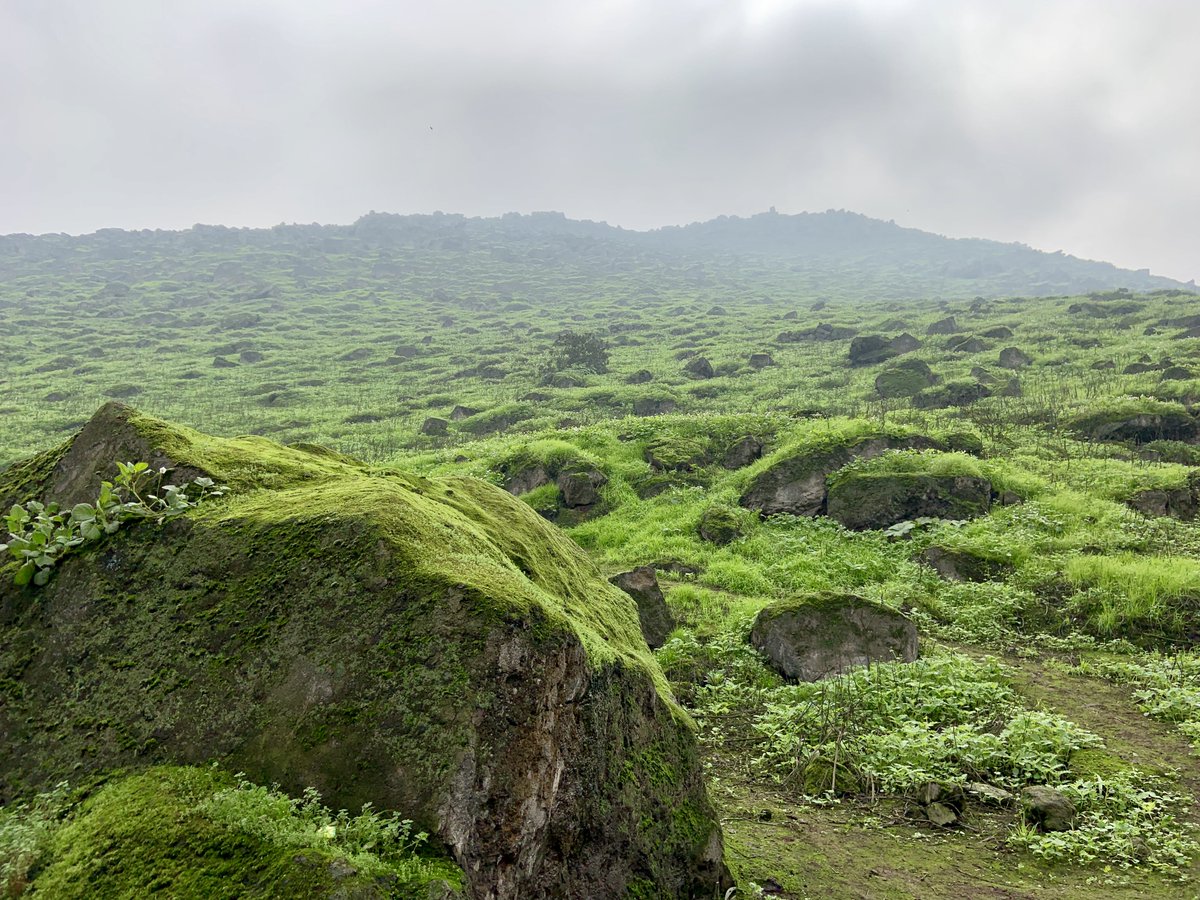 Grave retroceso para la conservación y defensores de las #Lomas de Lima 🚩<a href="/SerforPeru/">Serfor Perú</a> ha decidido quitar la protección legal a las #LomasdeCarabayllo aduciendo superposición de áreas con el #ACRLomasdeLima, pero superposición equivale solo al 24% de las 1,767 ha del ecosistema