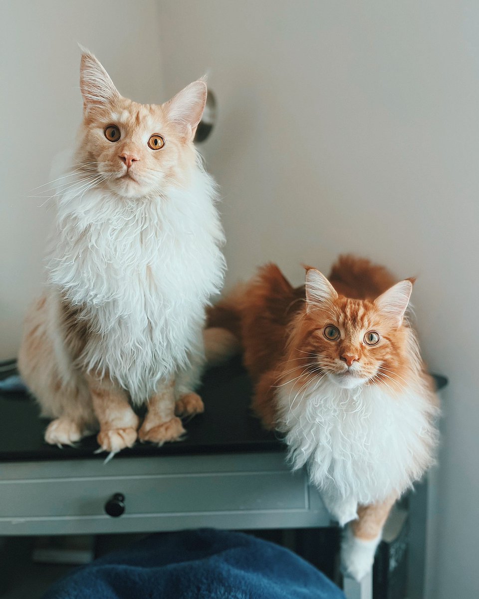 orange cream floofs