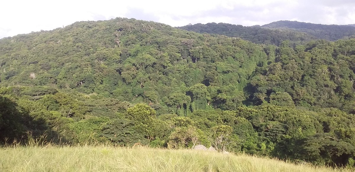 John Midgley tweet media