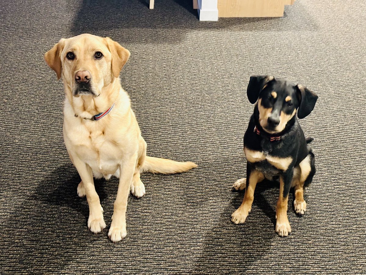 KatharineStrunk's tweet photo. The doggos are doing just fine at home while I’m enjoying #AEFP2023! #PetsOfAEFP https://t.co/KnYth07cQd