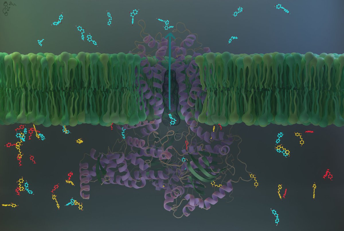Our manuscript about molecular mechanisms behind the unique selectivity of a plant ABCG46 transporter, which is so unlike the related multidrug pumps, has just found its home at CMLS: doi.org/10.1007/s00018…
 #compchem #Bioinformatics
 <a href="/SpringerNature/">Springer Nature</a> <a href="/UAM_IBMiB/">IMBB AMU Poznań</a> <a href="/IIMCB_Poland/">IIMCB, Warsaw, Poland</a>