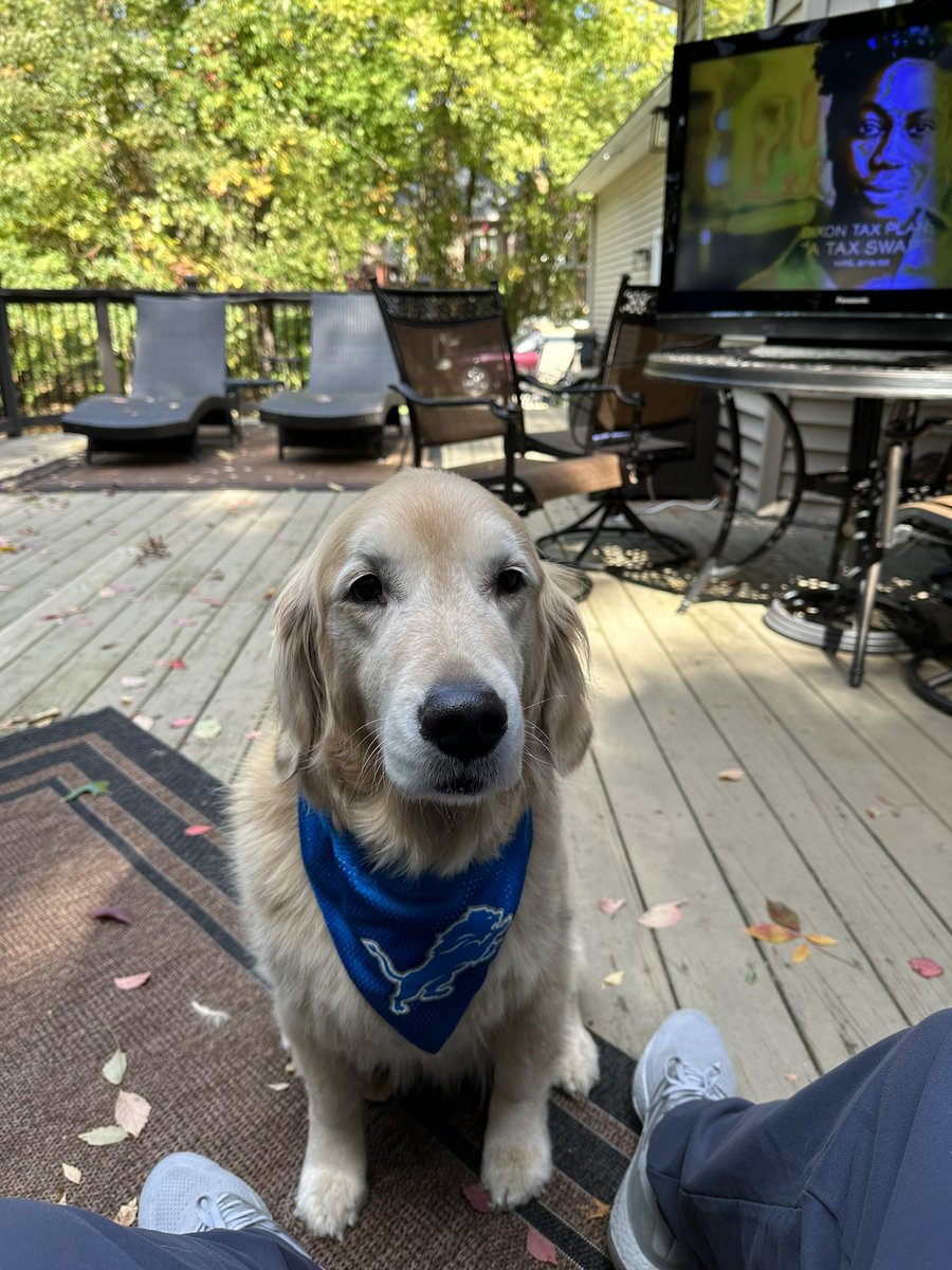 real_floopy's tweet photo. @Lions @petsuppliesplus https://t.co/O0w6KBk9dS