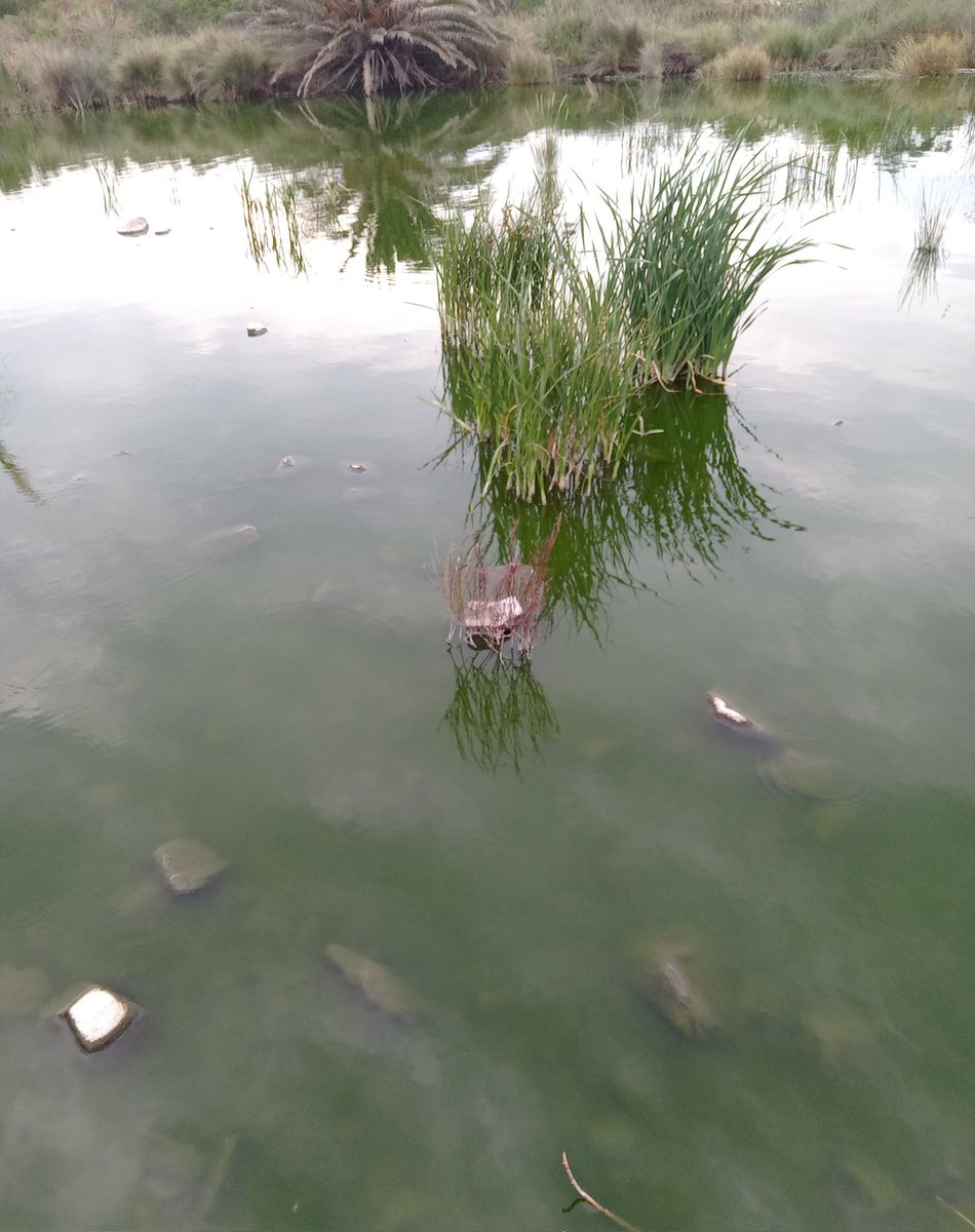 #ArroyoTarariras
Situación agravada por la sequía que ha impedido la apertura natural de la barra y su conexión con el Río de la Plata, en los anteriores meses. 
La descarga de la planta de tratamiento de Pan de Azúcar (<a href="/OSE_Uruguay/">OSE</a>), sería la principal fuente de contaminación.