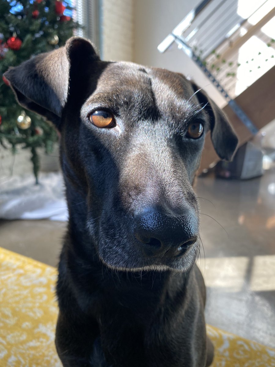 hennything4_'s tweet photo. @dog_rates https://t.co/uDrFO7N53P