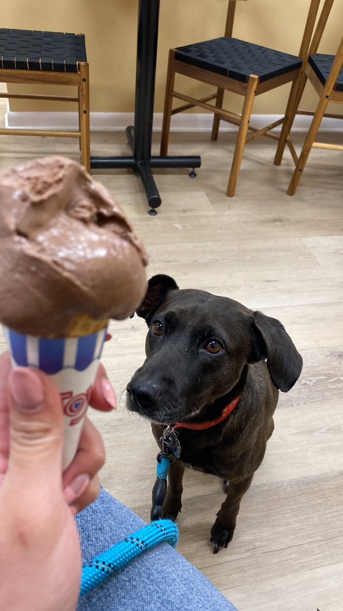hennything4_'s tweet photo. @dog_rates https://t.co/uDrFO7N53P