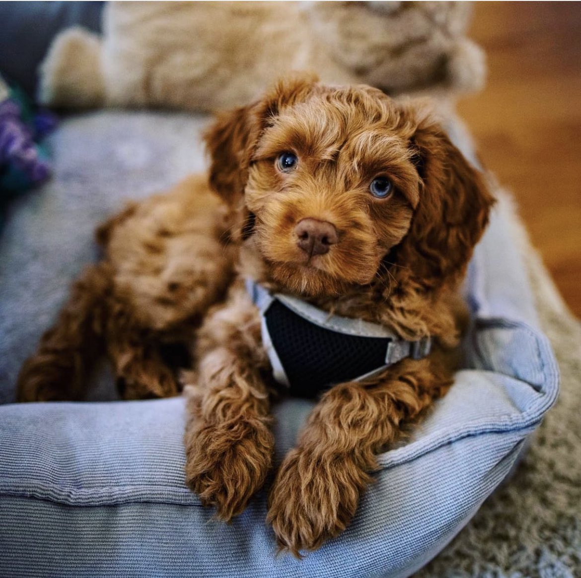 kvongsy's tweet photo. Happy National Puppy Day!!!
#NationalPuppyDay #Chewbacca #Chewie #cockapoo #puppy #furbaby #cutie #cuteness #cutenessOVERLOAD #StarWars #dog #adopt https://t.co/nauClZABa8