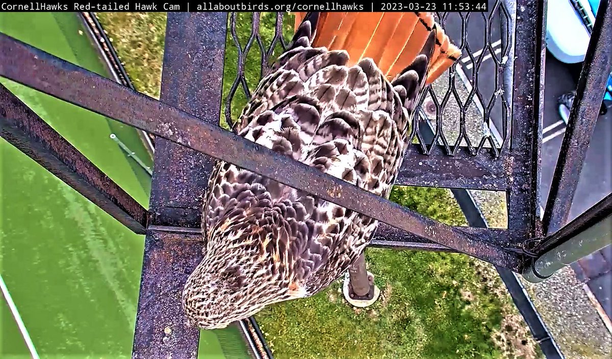 CornellHawks's tweet photo. 3/23   Morning Report

A rare treat as CornellHawks Land Viewers catch a glimpse of Arthur on the Fledge Ledge.

What a launch point for our hard working flying wizard Arthur!! https://t.co/eI9EsGrElj