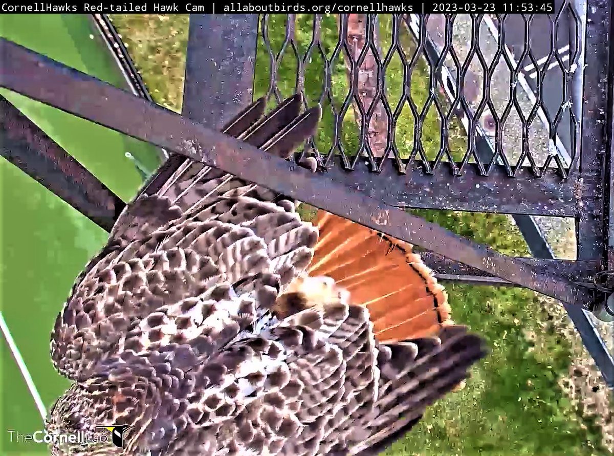 CornellHawks's tweet photo. 3/23   Morning Report

A rare treat as CornellHawks Land Viewers catch a glimpse of Arthur on the Fledge Ledge.

What a launch point for our hard working flying wizard Arthur!! https://t.co/eI9EsGrElj