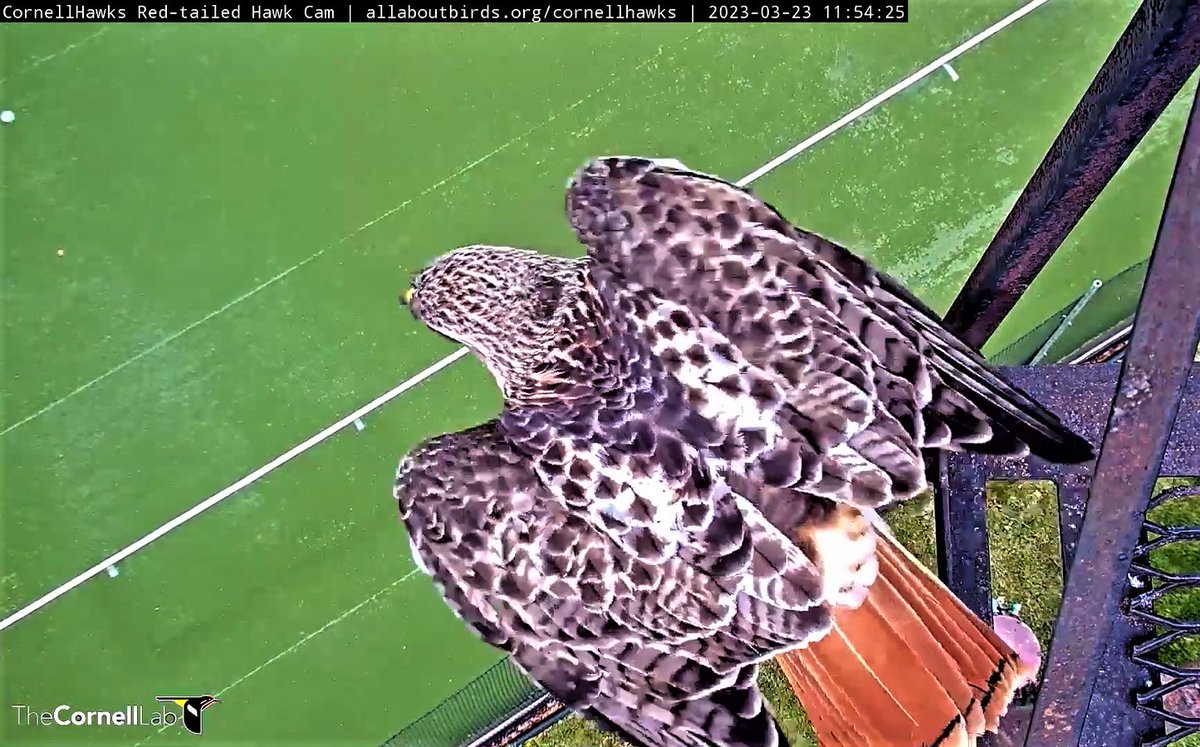 CornellHawks's tweet photo. 3/23   Morning Report

A rare treat as CornellHawks Land Viewers catch a glimpse of Arthur on the Fledge Ledge.

What a launch point for our hard working flying wizard Arthur!! https://t.co/eI9EsGrElj