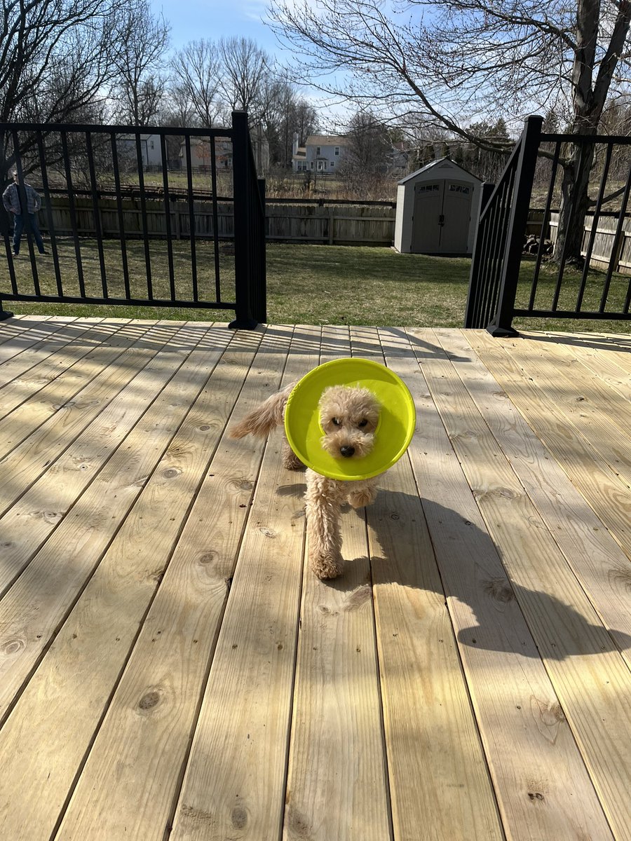 Colie_woods's tweet photo. @dog_rates Love my silly puppies! #Daisy #Gracie #Frodo https://t.co/DFF5anMj4m