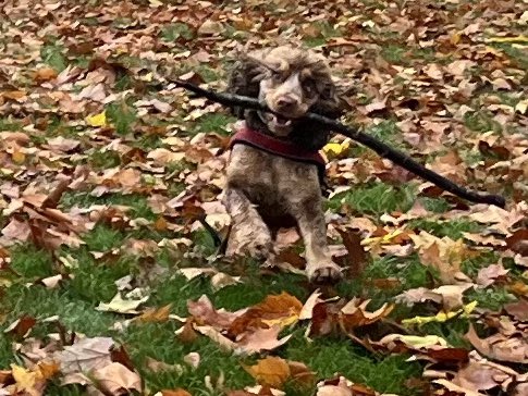 didimae's tweet photo. @dog_rates This is Murphey,  Murphey enjoys running with sticks. https://t.co/r686ZNFc69