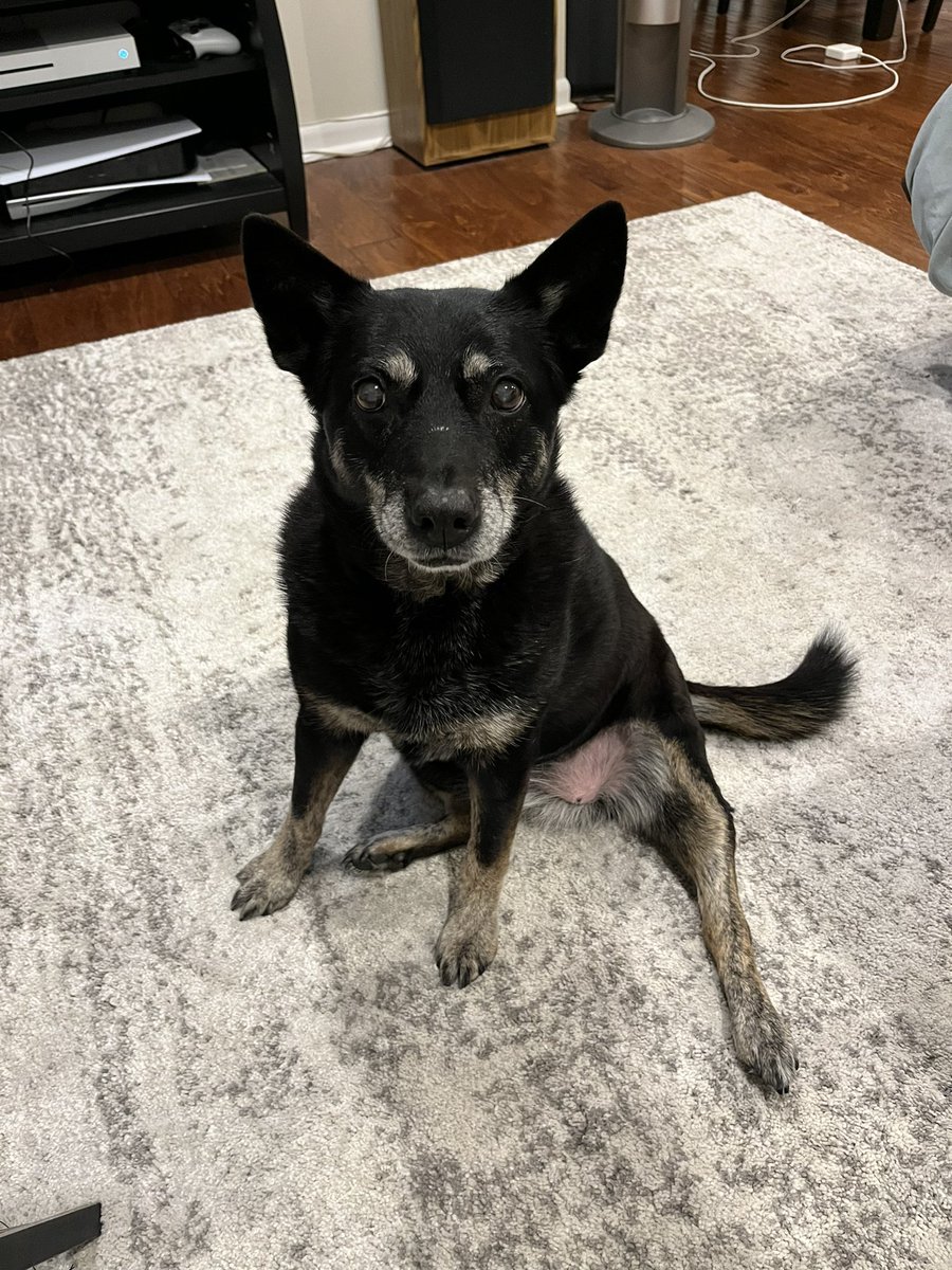 kylerae's tweet photo. @dog_rates Here’s our sweet girl, Phoenix! 💕 https://t.co/eeRsSC49jF