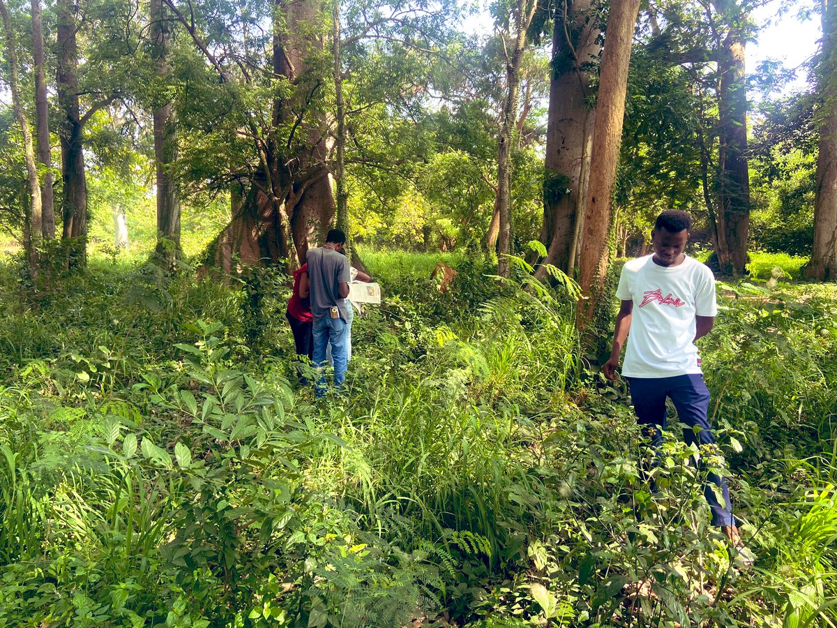 GC_herbarium's tweet photo. Last Friday, we had the pleasure of accompanying a group of bright and curious students on a field collection trip at Legon Botanical Garden. The enthusiasm and passion they brought to the experience was truly inspiring!🌿🌸 #fieldtrip #botany #students #taxonomy #futurebotanist https://t.co/2pCvfMTbjE