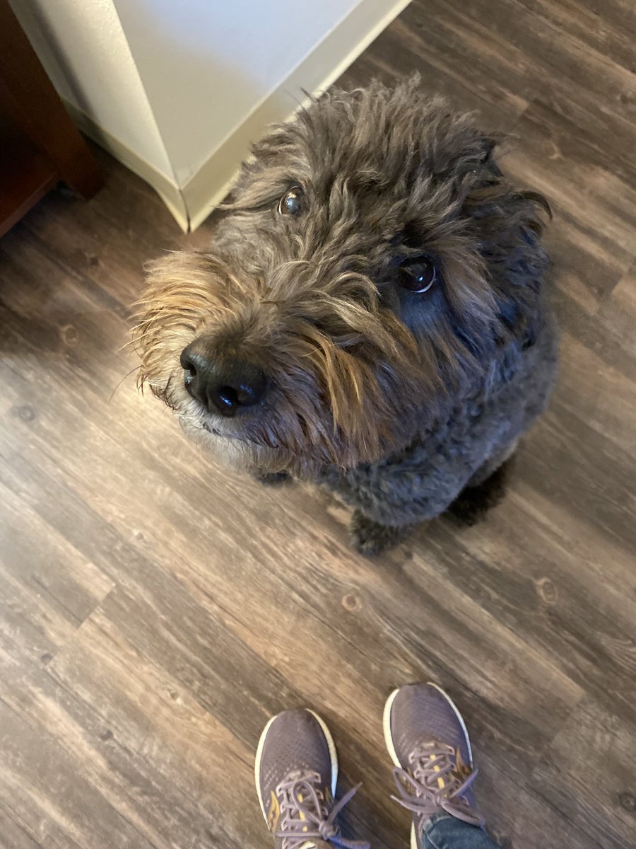 BooBoo_Mom's tweet photo. @dog_rates https://t.co/21Br9ejyMl