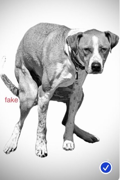 CATOSHISYNDICAT's tweet image. I dont waste time on beef I only fuck with gristle
I dont fucking tweet I deploy missisles

#BARSISBACK