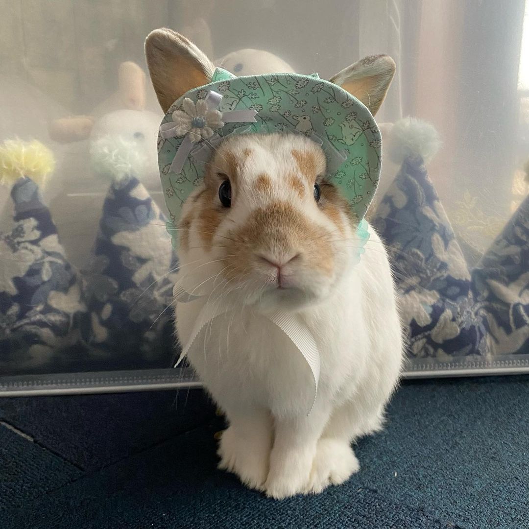 rabbit lover (@rabbitloverscom) on Twitter photo 