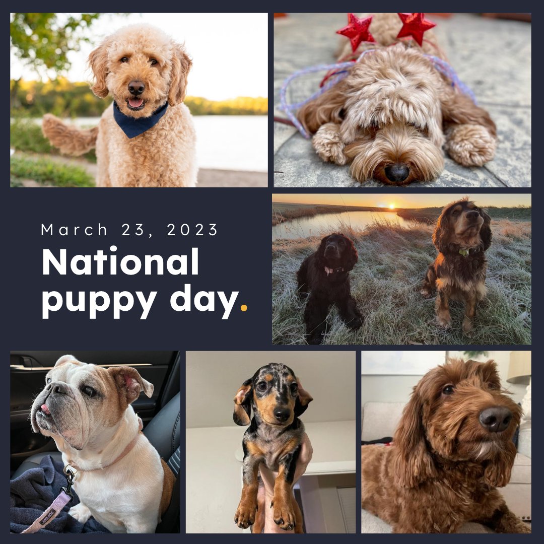 aci_archives's tweet photo. Saluting our best friends at ACI Learning on National Puppy Day 🐶 Meet the pups who remind us that fun is the key to creating the best training content! #nationalpuppyday #ittraining #itcourses https://t.co/BfC5ddDVrl