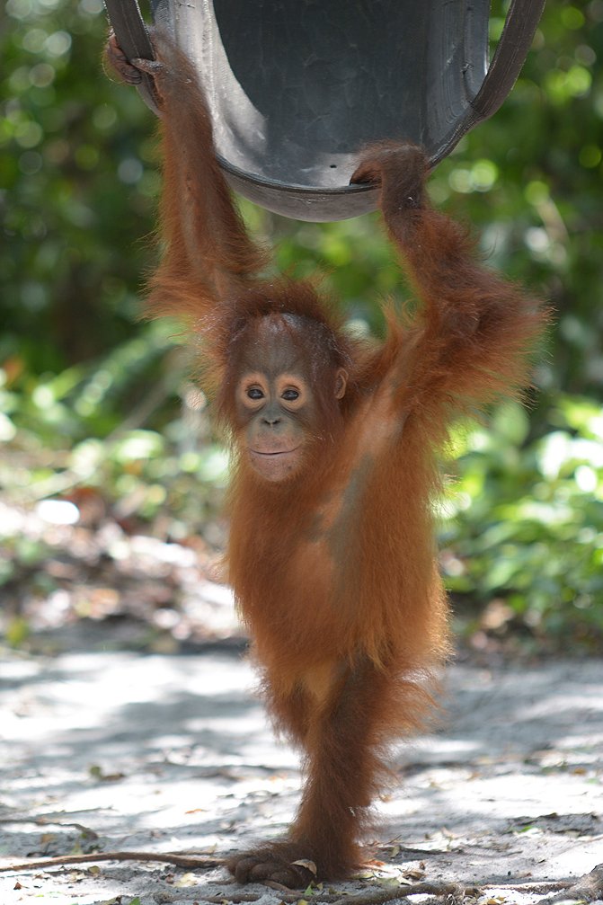 Orangutan Outreach 🦧❤️🌳 tweet media