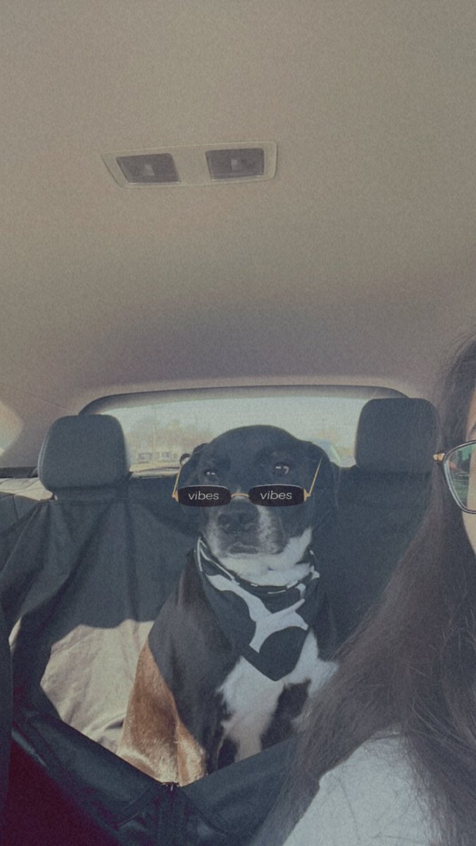 buendia_sol's tweet photo. @dog_rates He’s such a vibe https://t.co/kCAyJloVw5