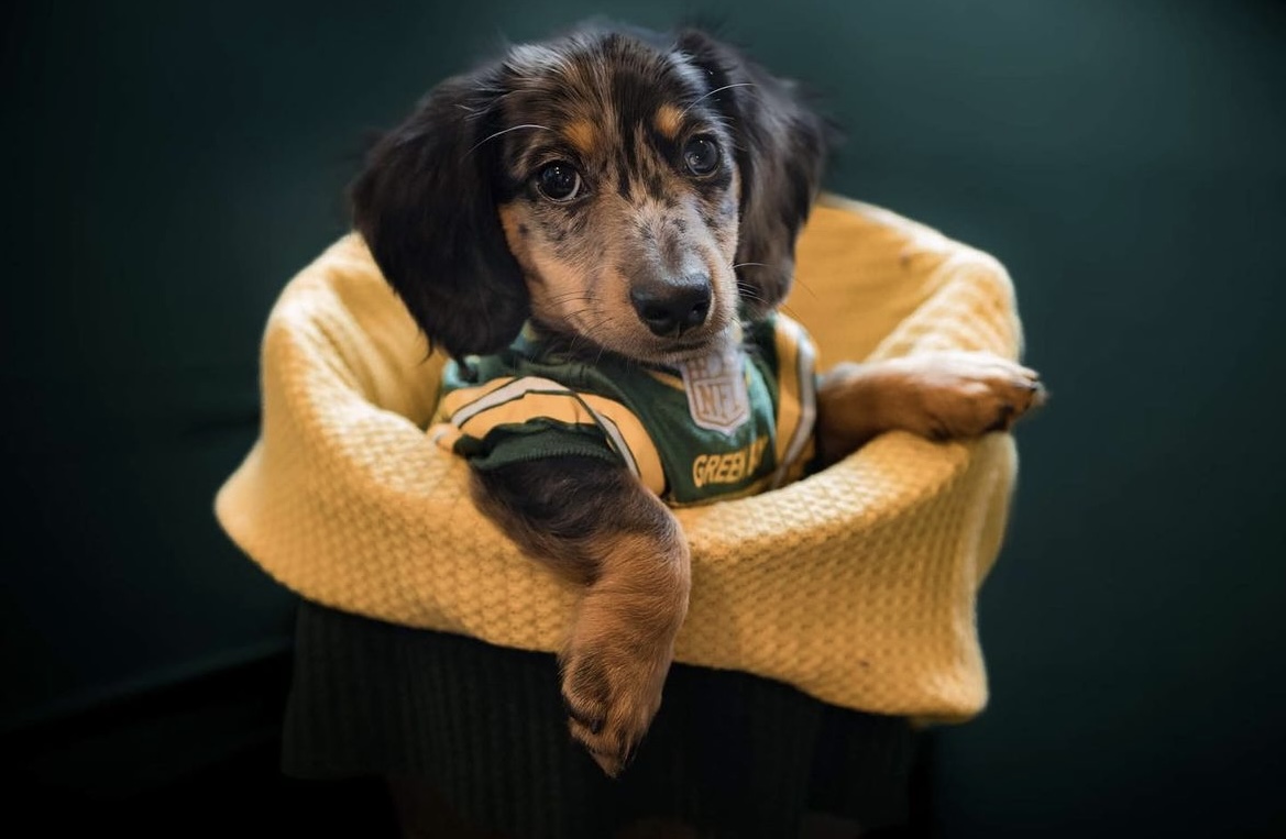 packersproshop's tweet photo. Happy National Puppy Day! 💚💛 We love all our fans, especially the furry ones. #NationalPuppyDay

Shop Pet Accessories: https://t.co/80FkAsxBHE https://t.co/EHWLYysY8e