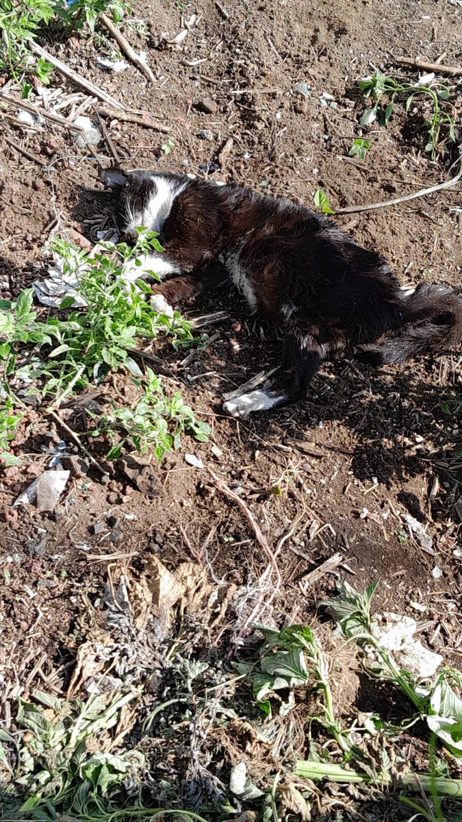 lucecitams30's tweet photo. @LicAnimalista @FiscaliaCDMX @ErnestinaGodoy_ @SSC_CDMX @OHarfuch Que procede ayer un sujeto amenazó con envenenar a los animalitos por su barrio y hoy ya apareció un gato muerto https://t.co/OTw7ri9mQ0