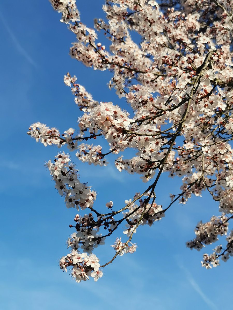 EuropeanSecret's tweet image. #Spring #proleće #Serbia