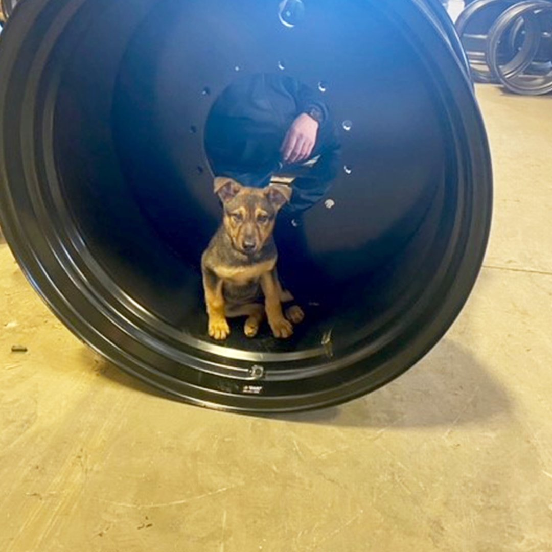 PrairieWheelMfg's tweet image. Meet Prairie Wheel's newest family member, Winnie!

Standing 16" tall – that's about half the size of a sprayer wheel.
We're showing her the ropes every day. Pretty soon, she'll be one of the team.

#PrairieWheel #Saskatoon