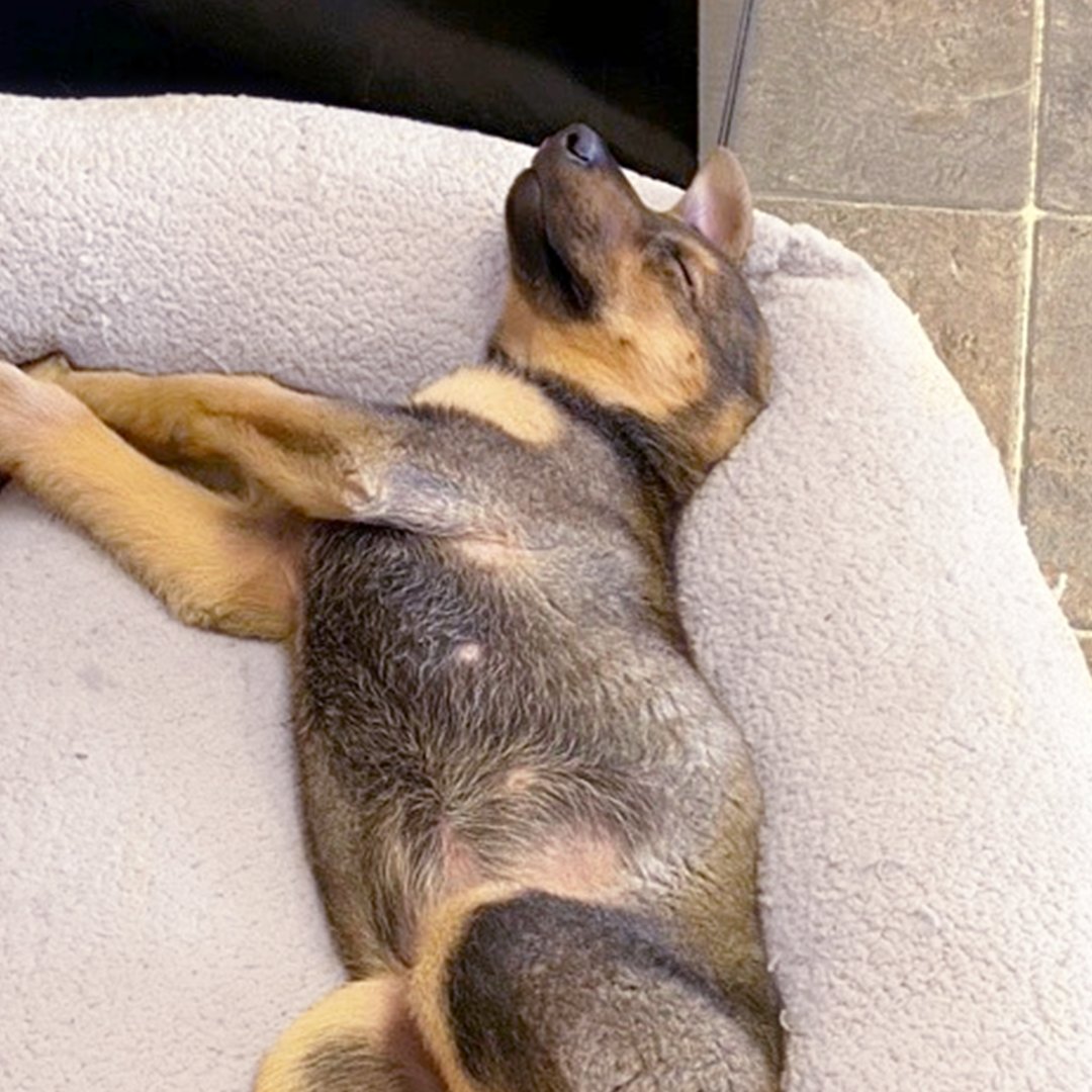 PrairieWheelMfg's tweet image. Meet Prairie Wheel's newest family member, Winnie!

Standing 16" tall – that's about half the size of a sprayer wheel.
We're showing her the ropes every day. Pretty soon, she'll be one of the team.

#PrairieWheel #Saskatoon