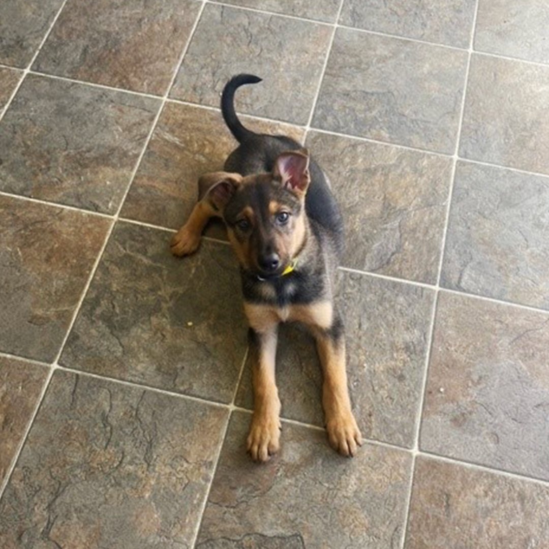 PrairieWheelMfg's tweet image. Meet Prairie Wheel's newest family member, Winnie!

Standing 16" tall – that's about half the size of a sprayer wheel.
We're showing her the ropes every day. Pretty soon, she'll be one of the team.

#PrairieWheel #Saskatoon