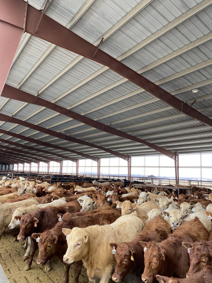 Jpmontero4's tweet photo. MJM Farms
Feedlot con sistema de alimentación robotizado.

USA Beef Tour 2023
@nutex_uruguay https://t.co/V3qi8f1fSw