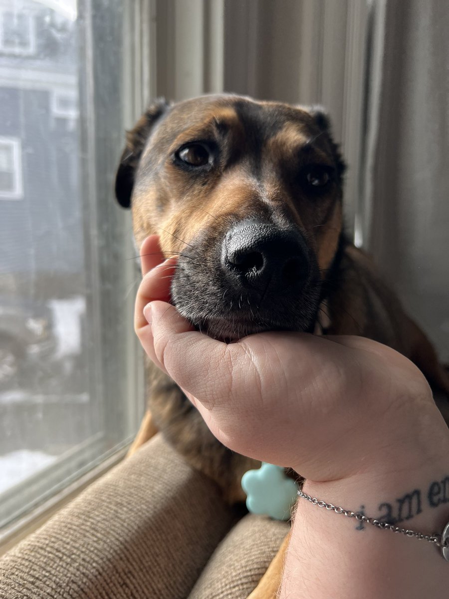 haileyrhuff's tweet photo. @dog_rates https://t.co/lBlhAtkiat