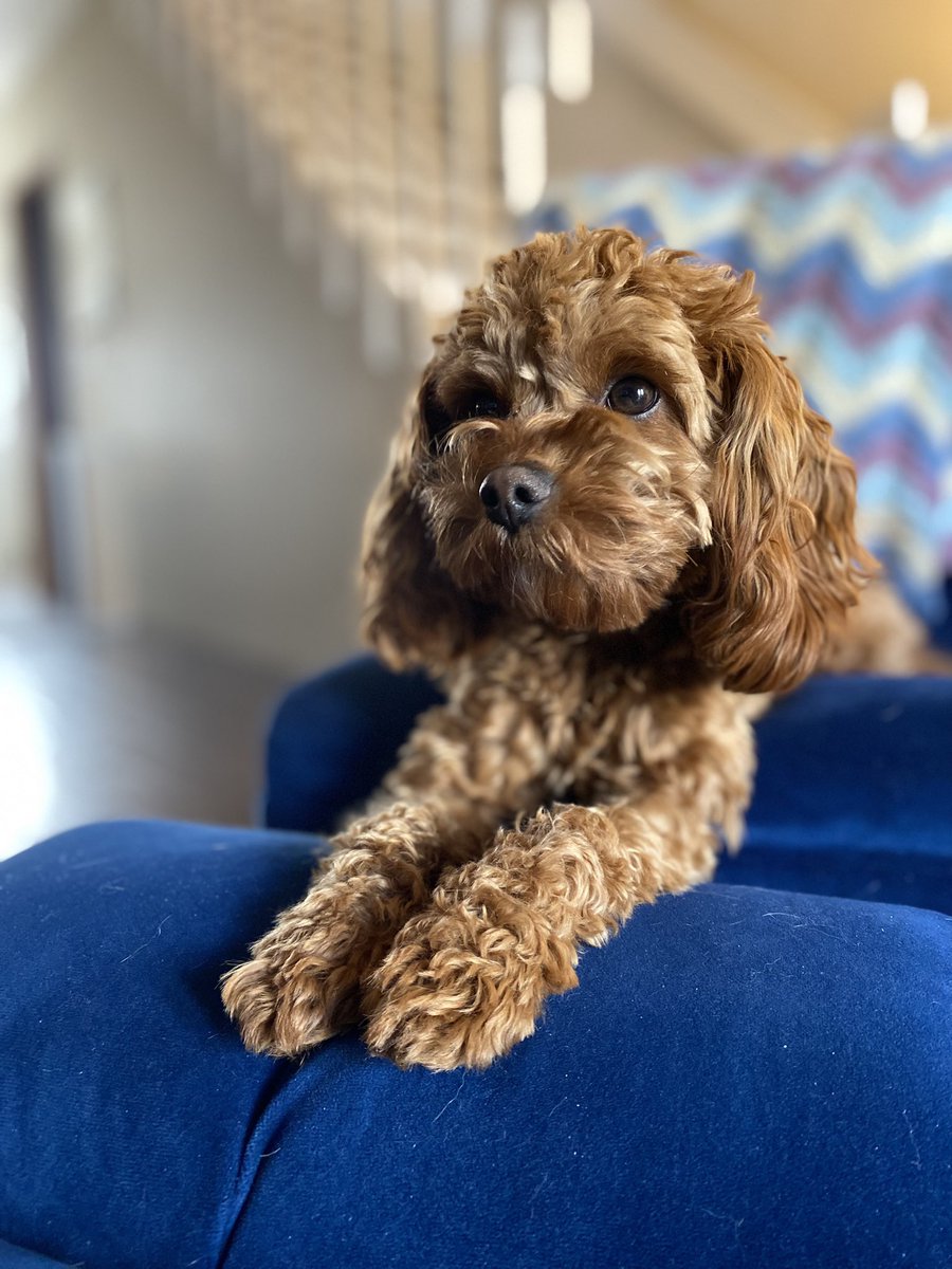 ellie bells would like to wish everyone a happy #nationalpuppyday. she would also like a treat.