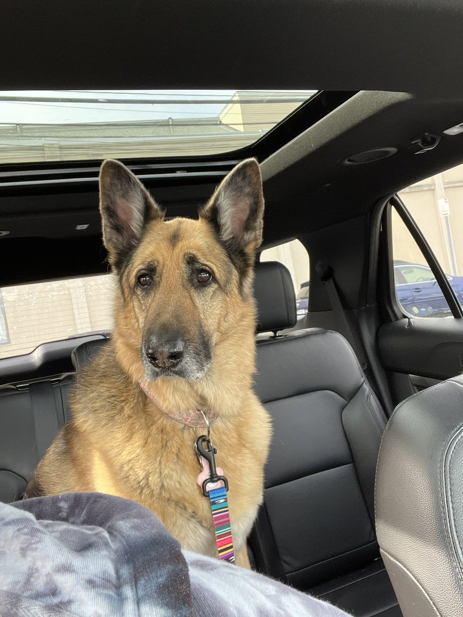 haileyrhuff's tweet photo. @dog_rates https://t.co/TQWLvsg7XO
